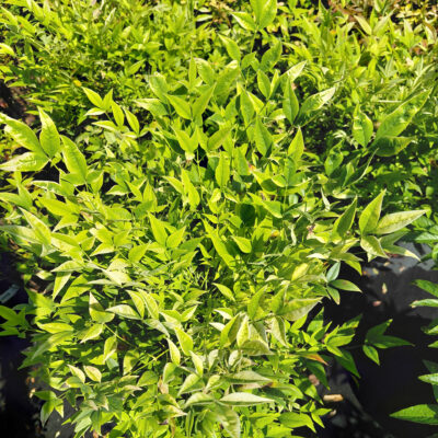 Nandina domestica 'Lemon Lime'