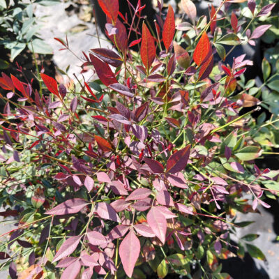 Nandina domestica 'Seika' (Obsession™)