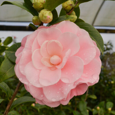 Camellia japonica 'Nuccio's Cameo'