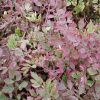 Oenanthe javanica 'Flamingo'