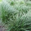 Ophiopogon japonicus
