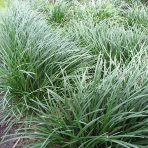 Ophiopogon japonicus | Kiefer Nursery: Trees, Shrubs, Perennials