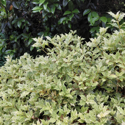 Osmanthus heterophyllus 'Goshiki'