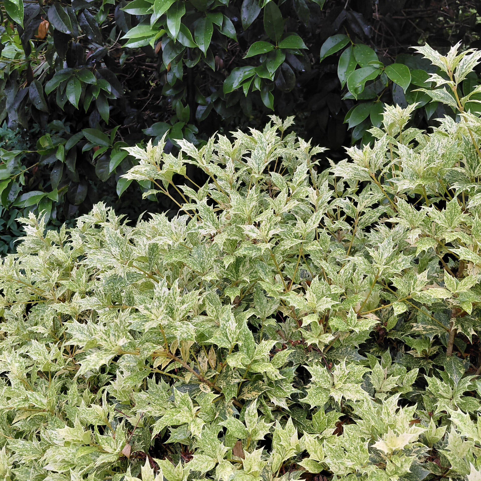 Osmanthus heterophyllus 'Goshiki'