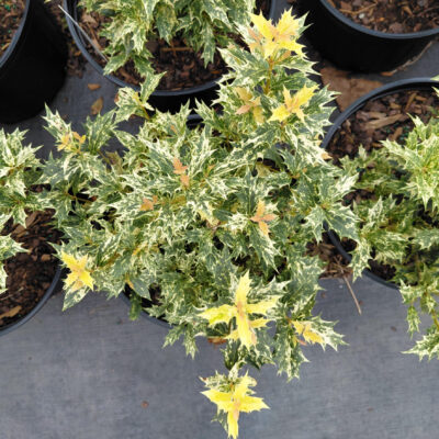 Osmanthus heterophyllus 'Goshiki'