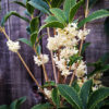 Osmanthus x fortunei 'San Jose'