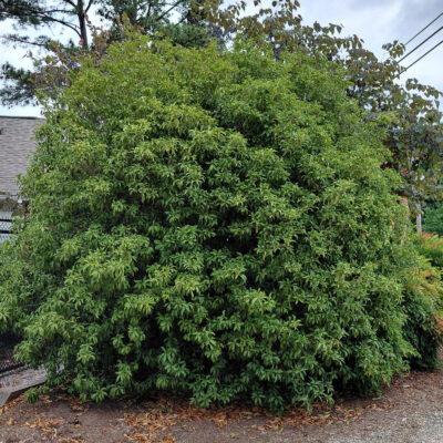 Osmanthus fragrans var. aurantiacus