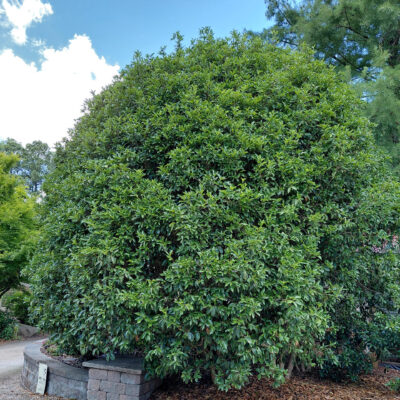 Osmanthus fragrans