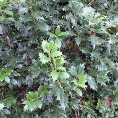 Osmanthus heterophyllus 'Gulftide'