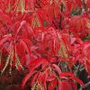 Oxydendrum arboreum