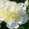 Paeonia 'Duchesse de Nemours '