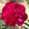 Paeonia x 'Inspecteur Lavergne'