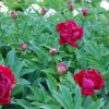 Paeonia x 'Inspecteur Lavergne' - Image 2