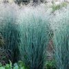 Panicum virgatum 'Heavy Metal'