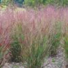 Panicum virgatum 'Shenandoah'