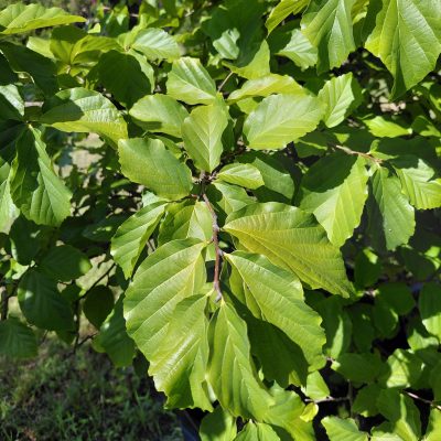 Parrotia persica