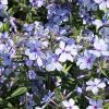 Phlox divaricata subsp. laphamii 'Chattahoochee'