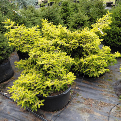 Picea orientalis 'Skylands'