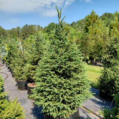 Picea abies