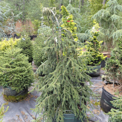 Picea orientalis 'Aureospicata'