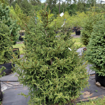 Picea orientalis 'Atrovirens'