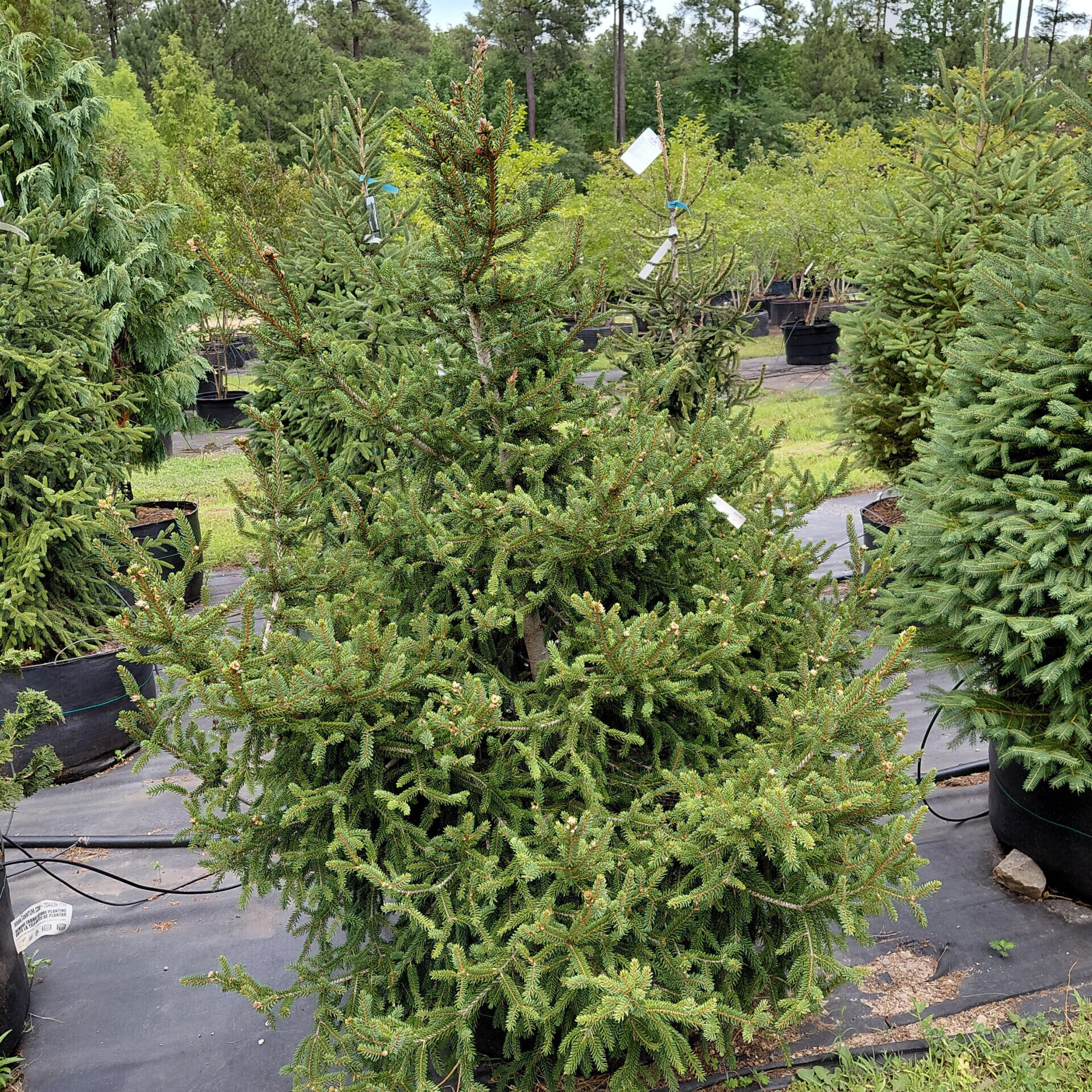 Picea orientalis 'Atrovirens'