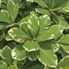 Pittosporum tobira 'Variegata'