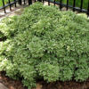 Pittosporum tobira 'Variegata' - Image 2