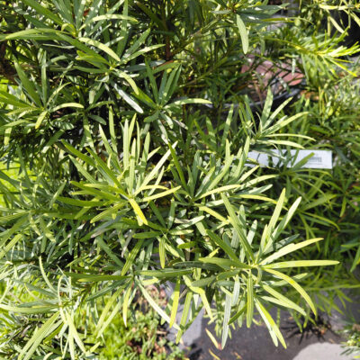 Podocarpus macrophyllus var. maki