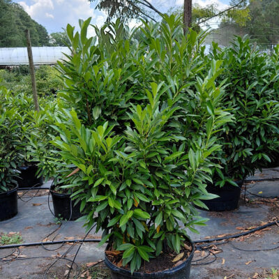 Prunus laurocerasus 'Schipkaensis'