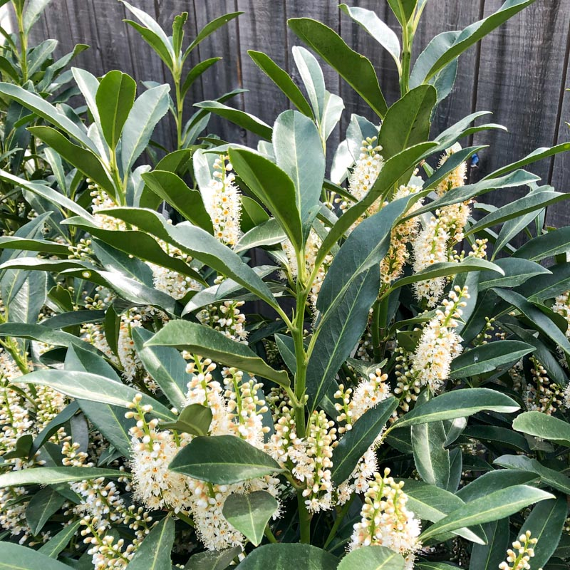 Prunus laurocerasus 'Schipkaensis'