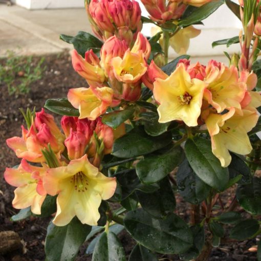 Rhododendron ‘Nancy Evans’ | Kiefer Nursery: Trees, Shrubs, Perennials