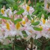 Rhododendron 'Touch of Pink'