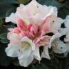 Rhododendron 'Unique'