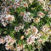Abelia x grandiflora 'Rose Creek'