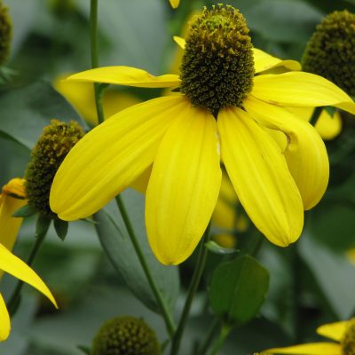 Rudbeckia laciniata | Kiefer Nursery: Trees, Shrubs, Perennials