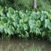 Sagittaria latifolia