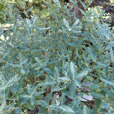 Salix integra 'Hakuro-nishiki'