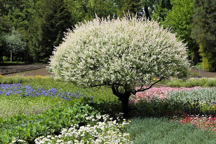 Salix integra \'Hakuro-nishiki\' | Kiefer Perennials Shrubs, Nursery: Trees