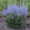 Salvia 'Azure Snow' - Image 2