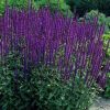 Salvia nemorosa 'Caradonna'