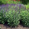 Salvia nemorosa 'Caradonna' - Image 2