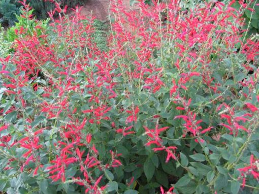 Salvia elegans - Image 4