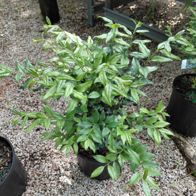 Sarcococca ruscifolia