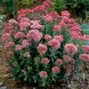 Hylotelephium (fka Sedum) x 'Autumn Joy' - Image 2