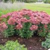Hylotelephium (fka Sedum) x 'Autumn Joy'
