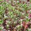 Sedum spurium 'Tricolor'