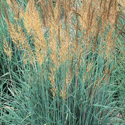 Sorghastrum nutans 'Indian Steel'