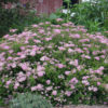Spiraea japonica 'Little Princess' - Image 2