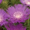 Stokesia laevis 'Honeysong Purple'